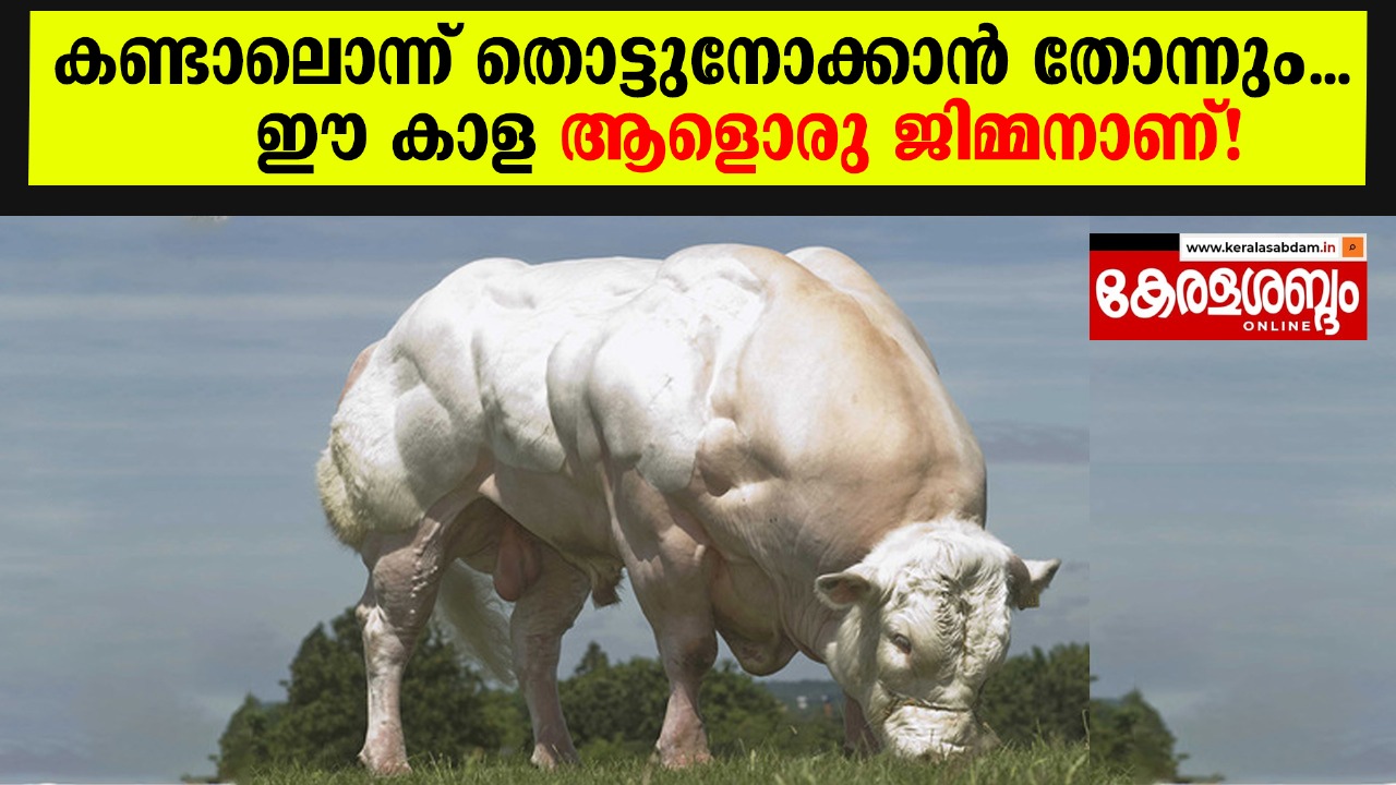ആരും കൊതിക്കുന്ന മസിലുകളുള്ള കാള! 